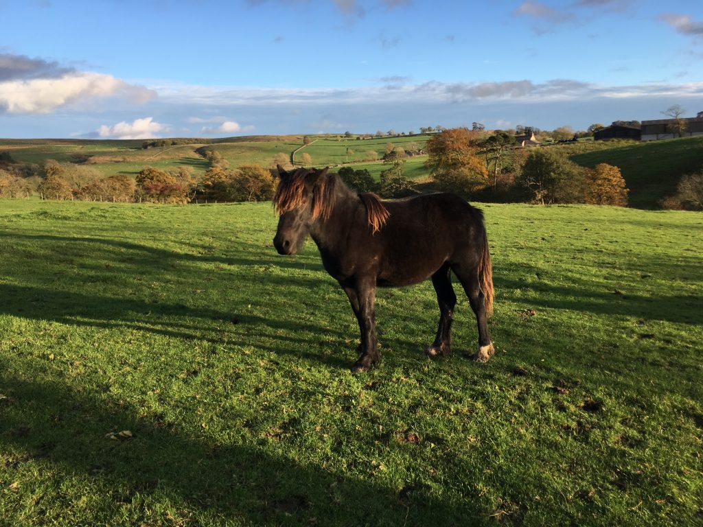 Our Horses Great All Rounders