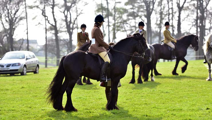 great-all-rounders-foundation-horse-training-show-line-up